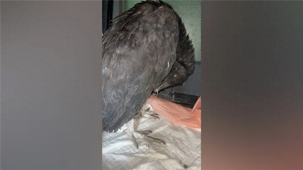 誰能想到鳥也能喝醉：差點命都沒了