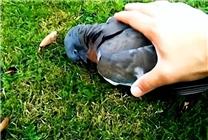 誰能想到鳥也能喝醉：差點命都沒了