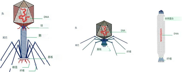 太像納米機(jī)器人了！它們專門感染細(xì)菌