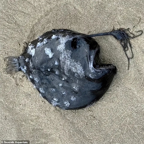 罕見深海生物沖上沙灘 又丑又兇又怪：日本卻奉為頂級(jí)美食
