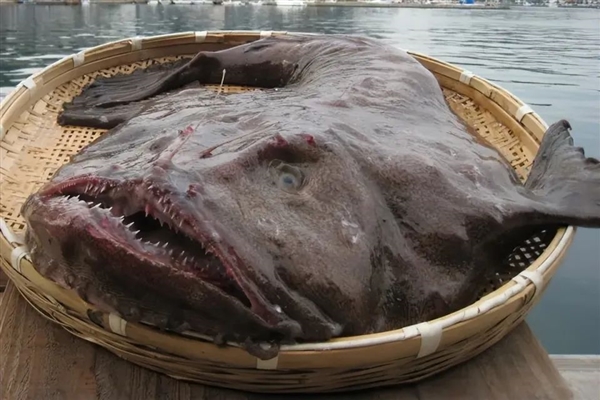 罕見深海生物沖上沙灘 又丑又兇又怪：日本卻奉為頂級(jí)美食