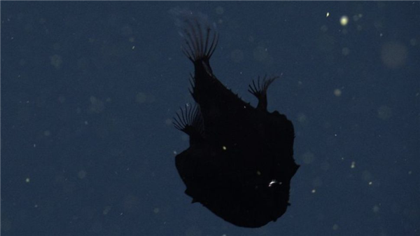 罕見深海生物沖上沙灘 又丑又兇又怪：日本卻奉為頂級(jí)美食