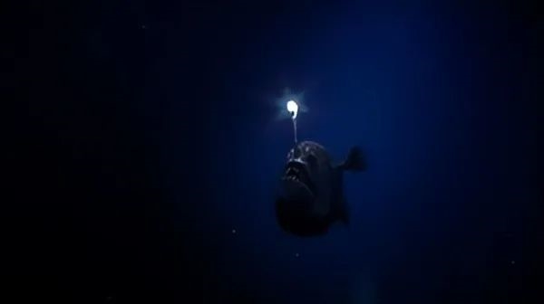 罕見深海生物沖上沙灘 又丑又兇又怪：日本卻奉為頂級(jí)美食
