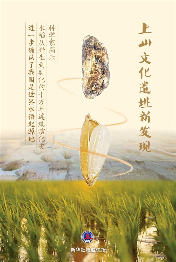 已有10萬年！中國才是世界水稻的起源地