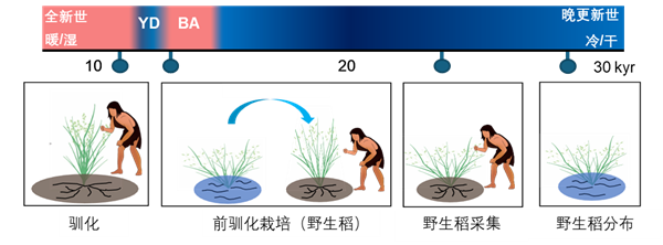 已有10萬年！中國才是世界水稻的起源地