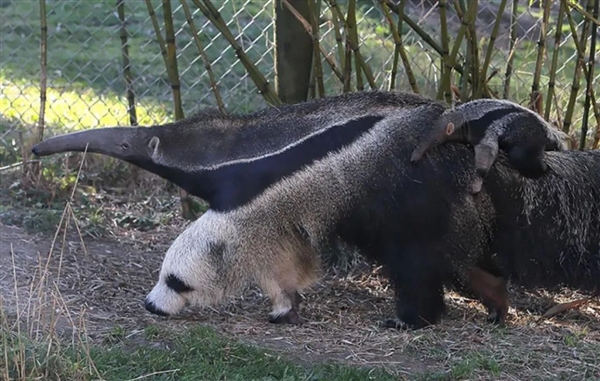 為了保命：這種奇怪的動物進(jìn)化出了“分身”！