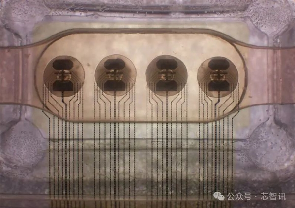 全球首個生物計算平臺上線！16個類腦器官、功耗僅百萬分之一
