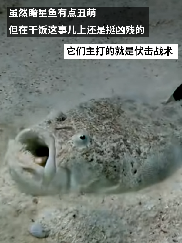 這種得像一道黑暗料理的魚：像極了上班時(shí)發(fā)呆的你