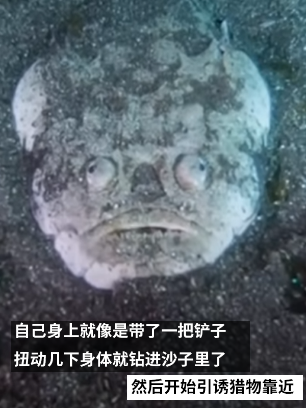這種得像一道黑暗料理的魚：像極了上班時(shí)發(fā)呆的你