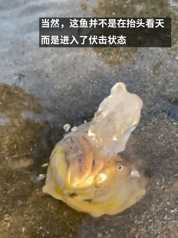 這種得像一道黑暗料理的魚：像極了上班時(shí)發(fā)呆的你