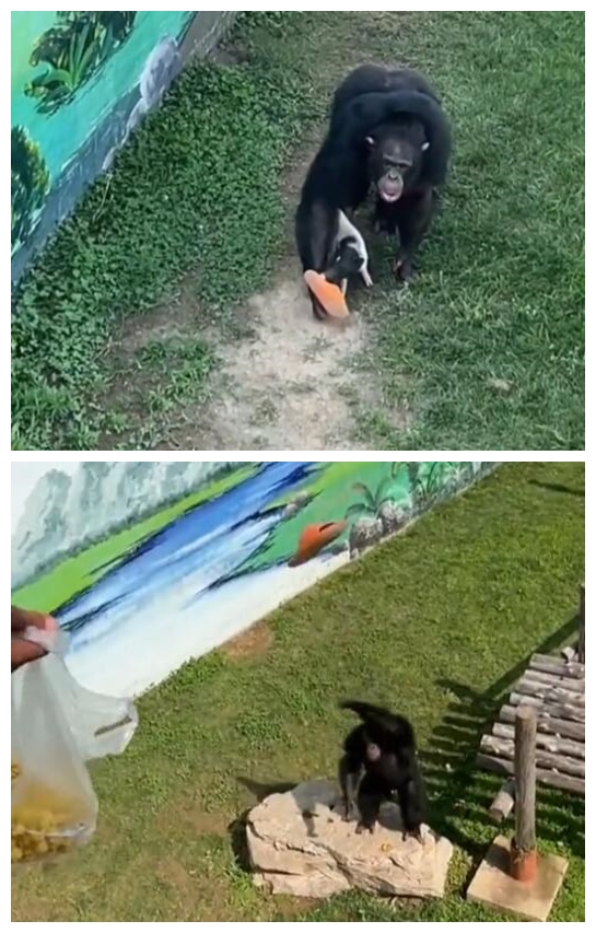 猩猩撿鞋不還：飼養(yǎng)員來(lái)了立馬認(rèn)慫