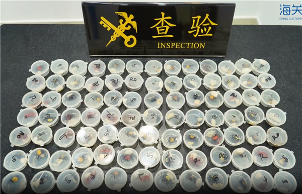 外來物種！女子攜帶90只吸血鬼蟹入境被查 網(wǎng)友：炸至金黃酥脆