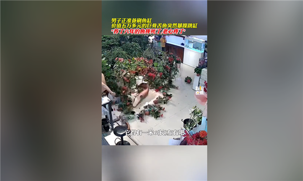價值5萬多：養(yǎng)了6年的巨骨舌魚把自己摔死了 體長近1米6