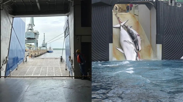 為了獵捕地球上第二大鯨魚：日本花4800萬美元造了一艘船