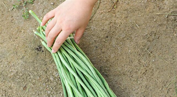 又到了吃豆角的季節(jié) 網(wǎng)友調(diào)侃：北方人的夏季噩夢豆角來了