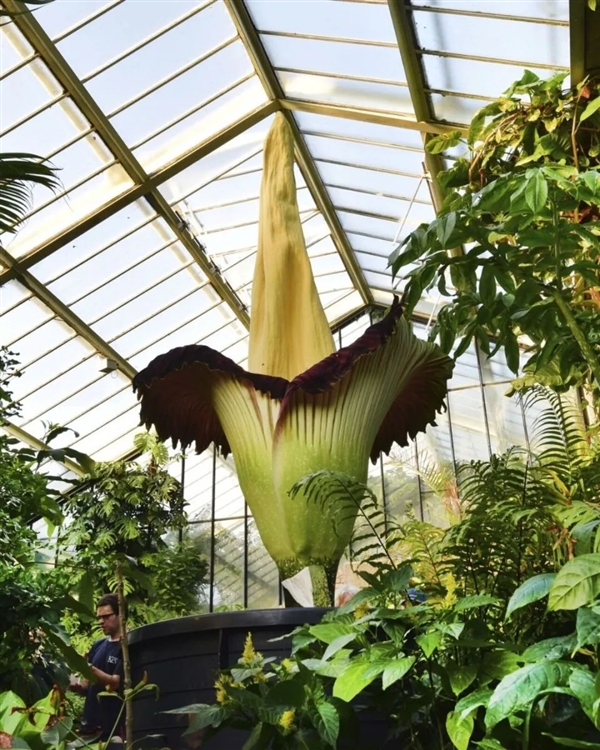 英國(guó)邱園“尸香魔芋”開(kāi)花：幾百米外尸臭味 游客捏著鼻子賞花
