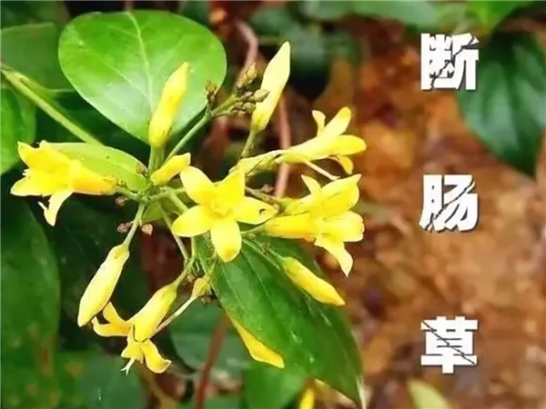 又是斷腸草惹禍！廣東一家五口喝湯中毒：2人送進(jìn)ICU