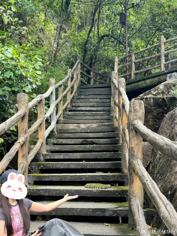 女子路遇超級(jí)國(guó)寶“莽山烙鐵頭”近距離合照 博主怒斥：無(wú)知又愚昧