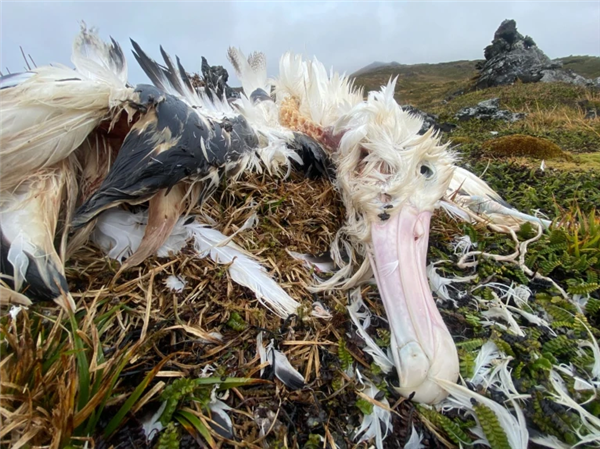 瘋狂啃食海鳥！南非欲海島空投550噸特制滅鼠藥：一鼠不留