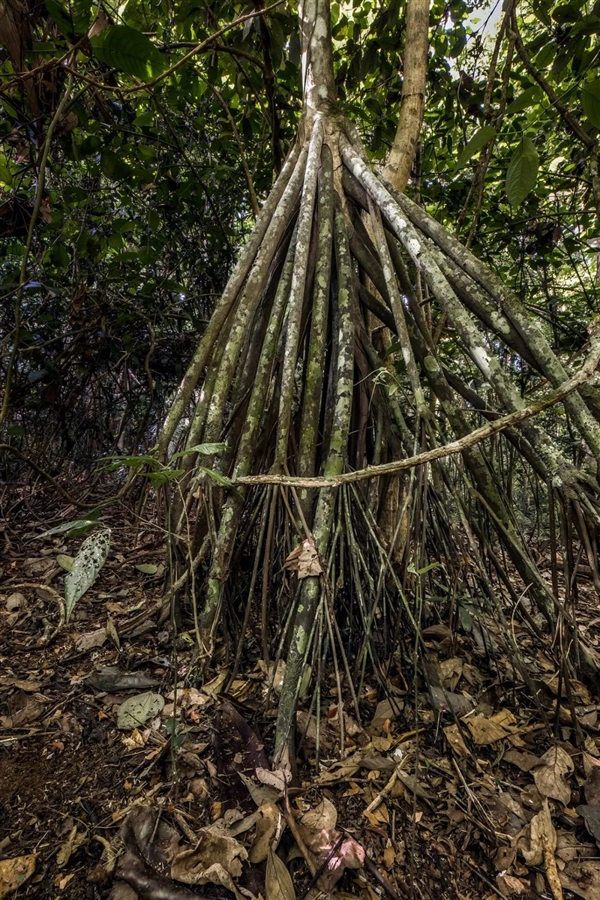 墨西哥一仙人掌能在沙漠里陰暗爬行！為了存活殺死過去的自己