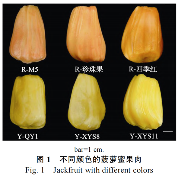 它的硒含量是蘋果41.7倍！可惜很多人都扔了
