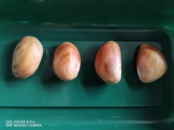 它的硒含量是蘋果41.7倍！可惜很多人都扔了