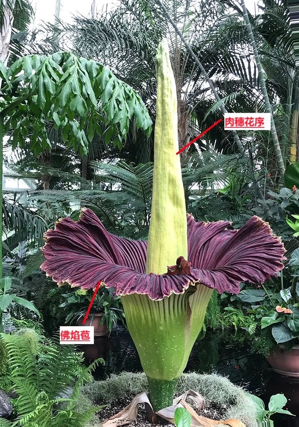 現(xiàn)實的“尸香魔芋”：看起來像鮮肉 但濃烈的動物腐爛氣味