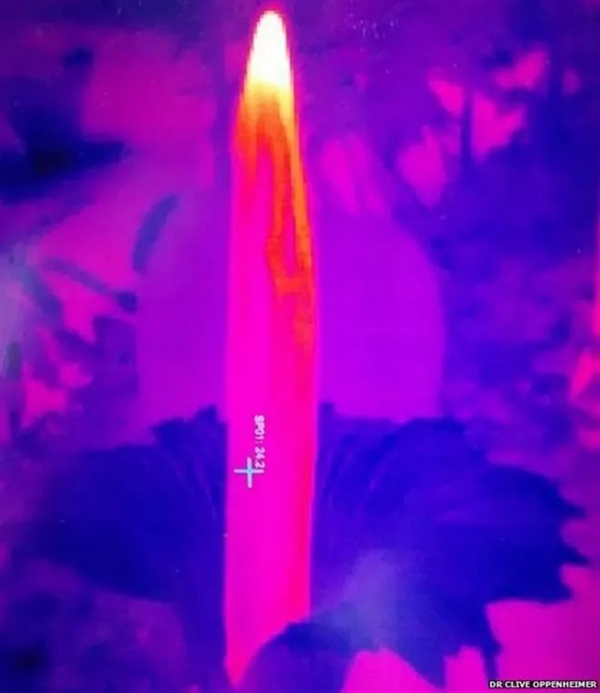現(xiàn)實的“尸香魔芋”：看起來像鮮肉 但濃烈的動物腐爛氣味