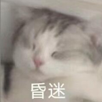 快別睡了！美國(guó)小貓念了4年大學(xué)后：獲得了博士學(xué)位