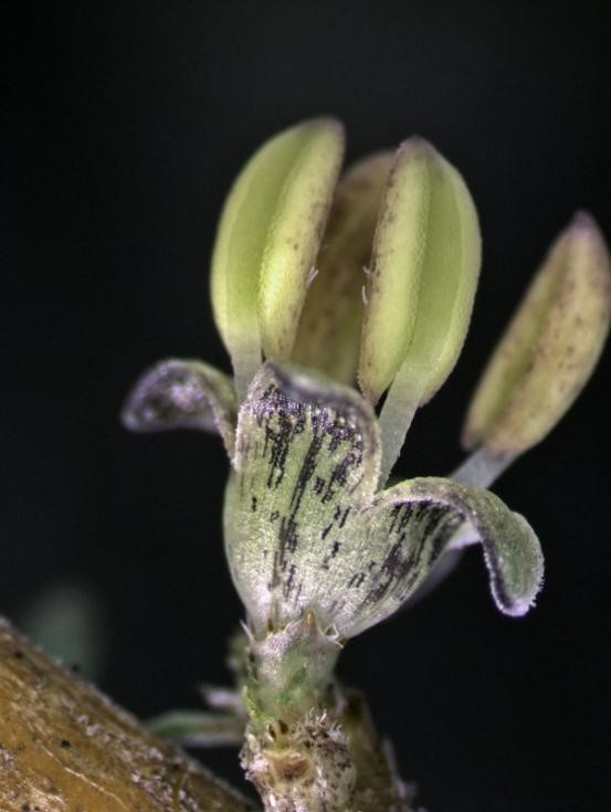 火爆全網(wǎng)！這種能結“寶石”的植物到底是什么