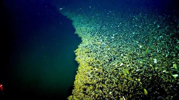 掉進(jìn)去就死定了！可怕的海底湖泊 到底怎么回事兒？