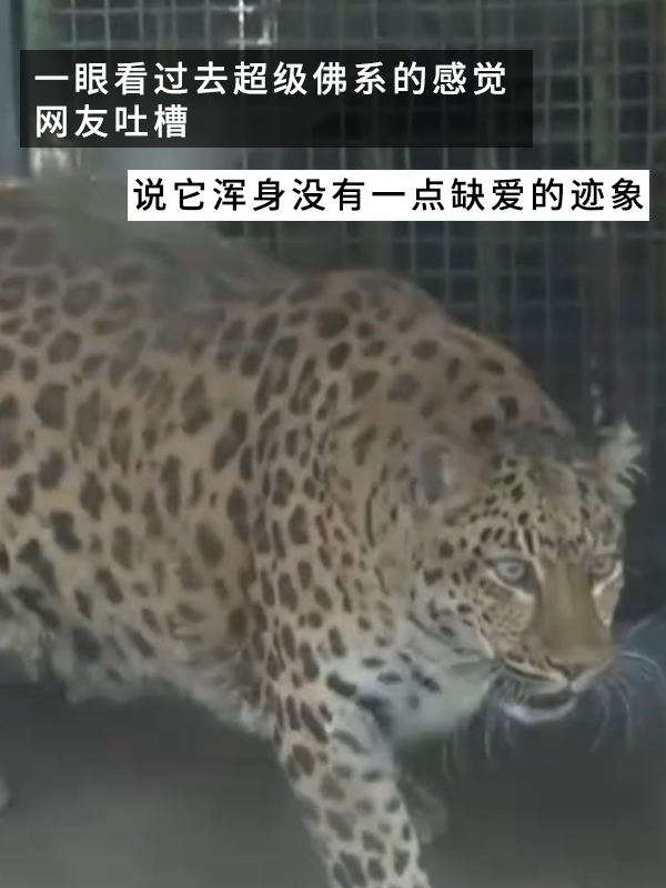 網(wǎng)紅豹子胖成了豹警官 網(wǎng)友：現(xiàn)實(shí)版瘋狂動(dòng)物城！