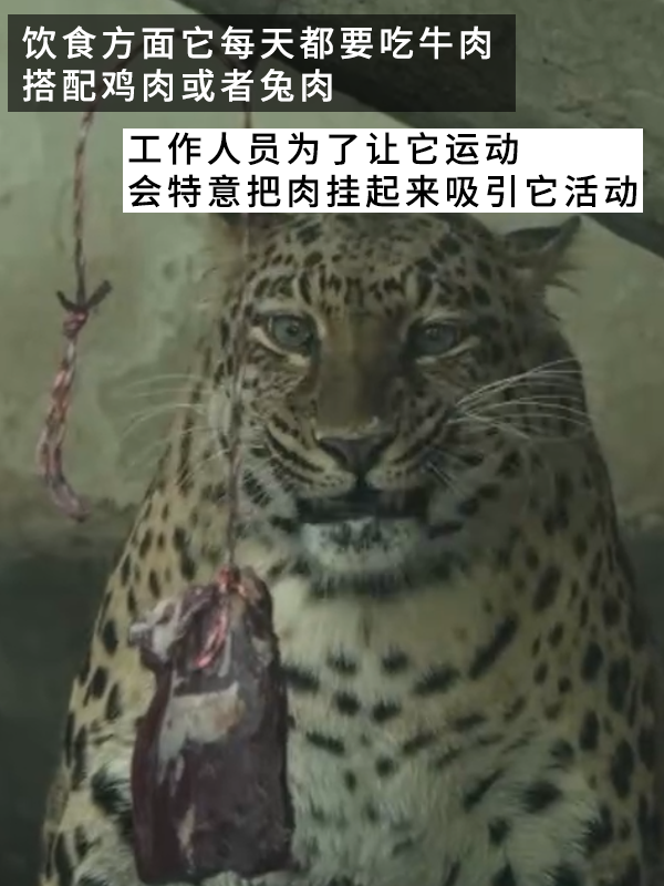 網(wǎng)紅豹子胖成了豹警官 網(wǎng)友：現(xiàn)實(shí)版瘋狂動(dòng)物城！