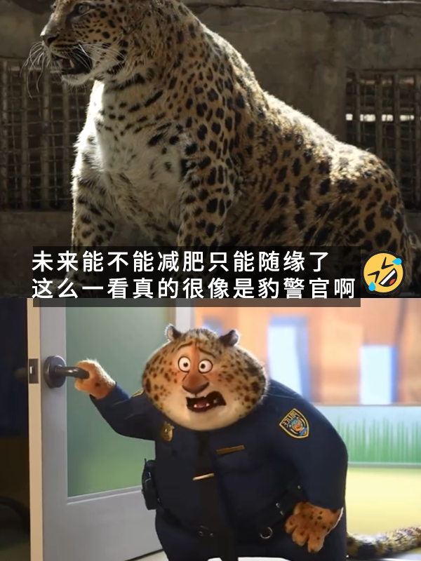 網(wǎng)紅豹子胖成了豹警官 網(wǎng)友：現(xiàn)實(shí)版瘋狂動(dòng)物城！