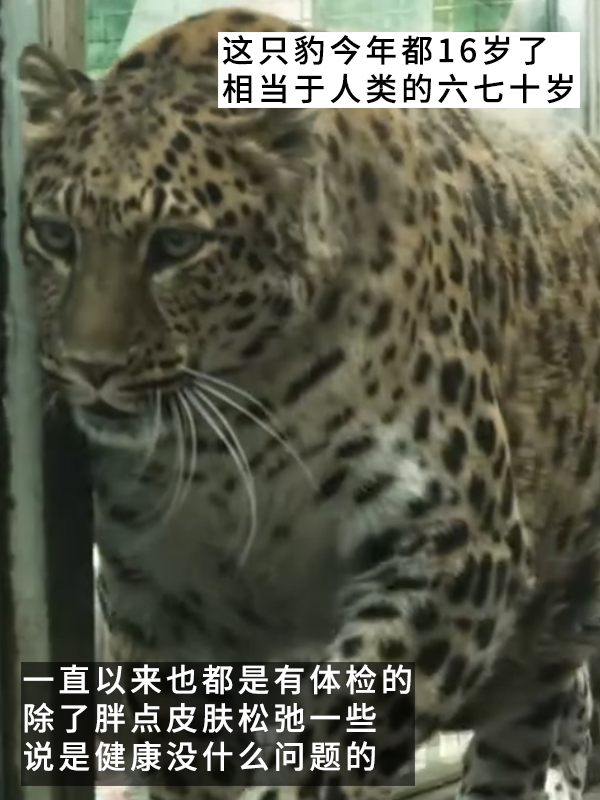 網(wǎng)紅豹子胖成了豹警官 網(wǎng)友：現(xiàn)實(shí)版瘋狂動(dòng)物城！