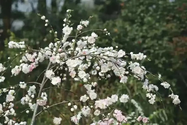 好看的花那么多 為啥古人偏偏用桃花形容女子？