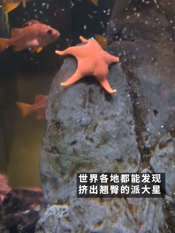 網(wǎng)友偶遇翹臀海星！派大星是你嗎？
