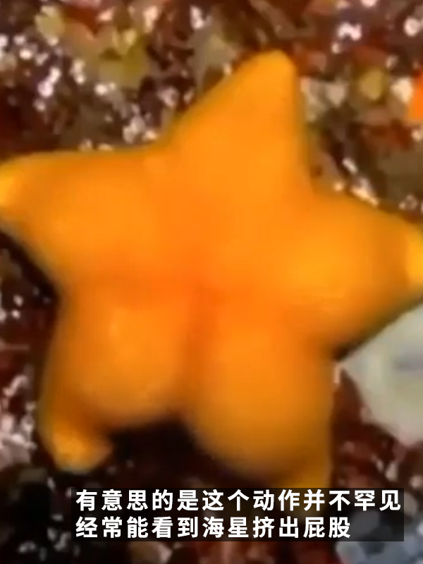 網(wǎng)友偶遇翹臀海星！派大星是你嗎？