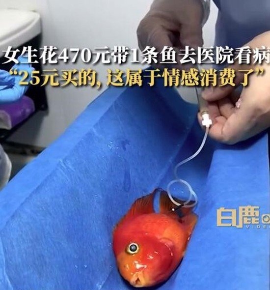 女生花470元帶魚去醫(yī)院看病：25元買的 養(yǎng)了五六年有感情