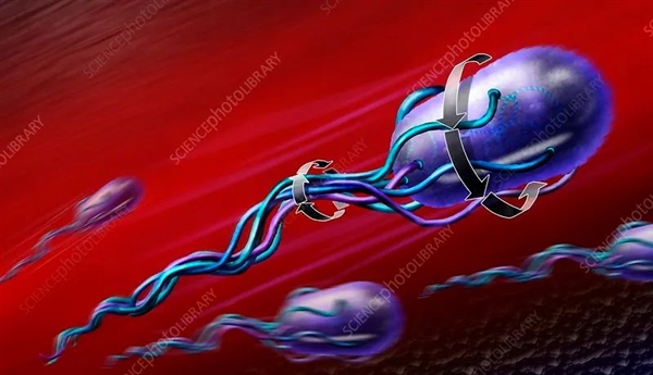 細(xì)菌鞭毛馬達(dá)：不尋常的生物結(jié)構(gòu) 質(zhì)子動(dòng)力每分鐘10萬(wàn)轉(zhuǎn)