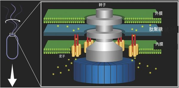 細(xì)菌鞭毛馬達(dá)：不尋常的生物結(jié)構(gòu) 質(zhì)子動(dòng)力每分鐘10萬(wàn)轉(zhuǎn)