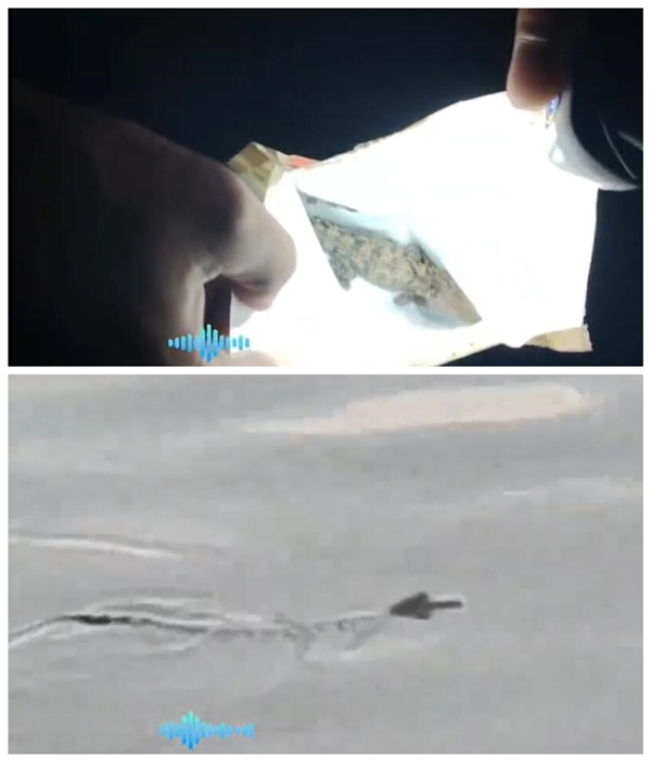 河南一湖中驚現(xiàn)多條小鱷魚：初步認定為暹羅鱷