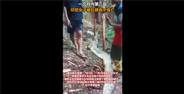 現(xiàn)實版狂蟒之災！一個月內第二起 印尼女子被巨蟒吞下身亡引圍觀