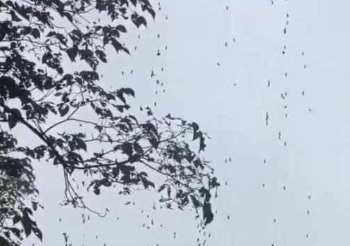 杭州梅雨過后街頭樹上掛滿蟲子 網(wǎng)友：直起雞皮疙瘩