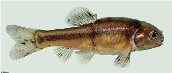 人類吃的一種東西讓公魚變性、鳥類滅絕：引發(fā)動物界大混亂