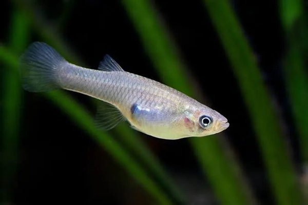 人類吃的一種東西讓公魚變性、鳥類滅絕：引發(fā)動物界大混亂