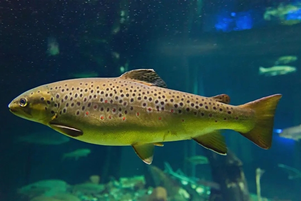 人類吃的一種東西讓公魚變性、鳥類滅絕：引發(fā)動物界大混亂
