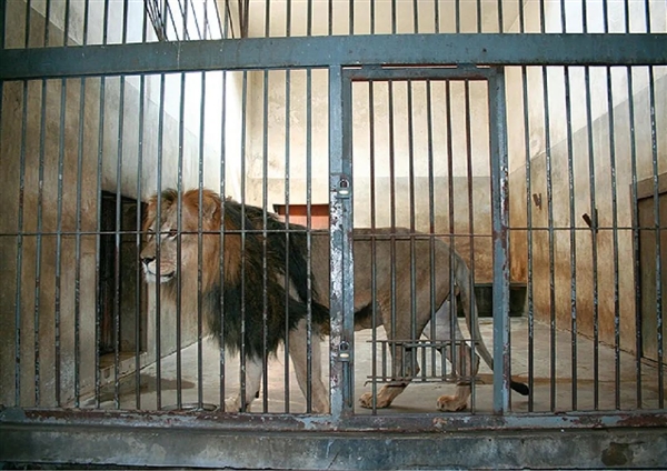 為啥中國明明沒有野生獅子 卻有那么多獅子相關(guān)的文化？