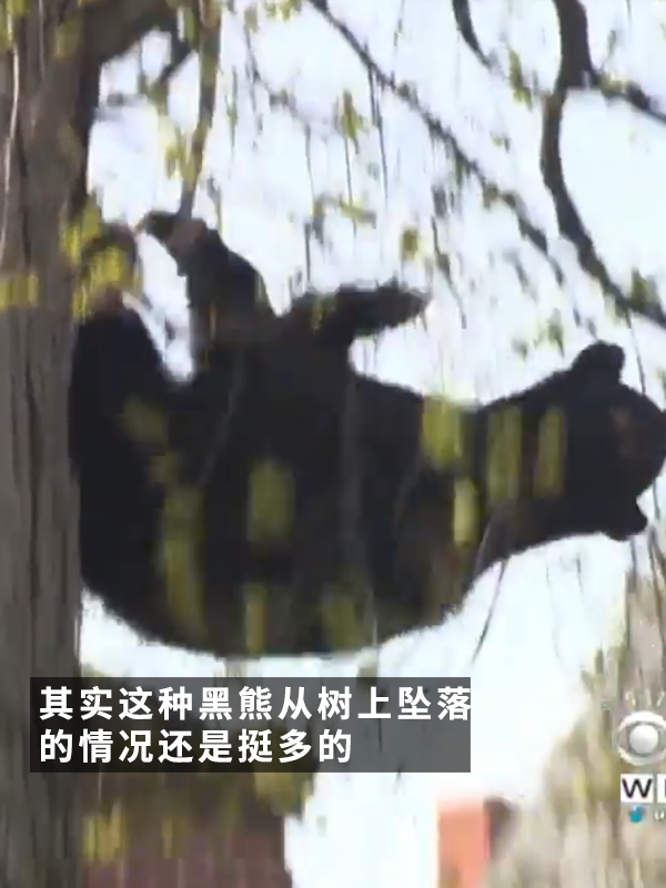 黑熊上樹后被麻醉擊落：12年前的一樁舊聞讓網(wǎng)友笑得扣功德