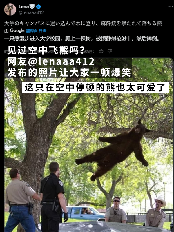 黑熊上樹后被麻醉擊落：12年前的一樁舊聞讓網(wǎng)友笑得扣功德